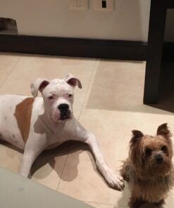 PetSafe Basic Bark Control Collar for Dogs 8 lb. and Up, Anti-Bark Training Device, Waterproof, Static Correction, Canine - Automatic Dog Training Collar to Decrease Barking, PBC-102 30 71Y7xGXi8RL