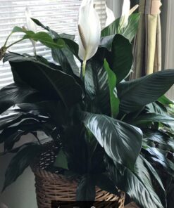 Humboldts Secret Golden Tree: Best Plant Food for Plants & Trees - All-in-One Concentrated Additive - Vegetables, Flowers, Fruits, Lawns, Roses, Tomatoes & More (8 Ounce) 8 Ounce 27 71Y9dPbvVnL