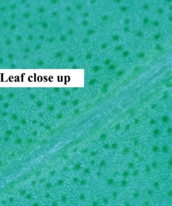 Celestron 44314 FlipView Handheld LCD Microscope (Grey) 35 71YBIVH1hXL