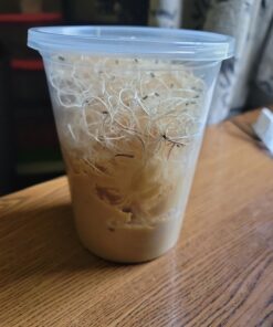 Josh's Frogs Freshly Started Flightless Drosophila Hydei Fruit Fly Culture Black 9 71YBQaSNnlL