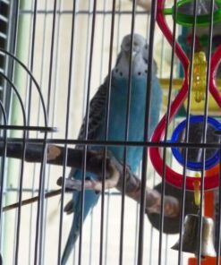 Volkman Avian Science Super Parakeet Bird Food 4lb 4 Pound (Pack of 1) 18 71YC1zNmPwL