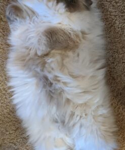 Coastal Pet Safari Cat Shedding Comb - Prevents Hairballs - Daily-Use Cat Deshedding Brush - For Cats with Short and Long Hair - One Size 33 71YCnYy6fGL