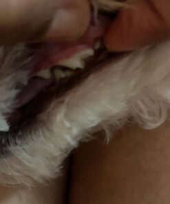 Arm & Hammer Complete Care Enzymatic Dog Toothpaste, 6.2 oz - Dog Toothpaste for Puppies and Adult Dogs, Arm and Hammer Toothpaste for Dogs - Pet Toothpaste, Dog Dental Care and Clean Dog Teeth 6.2 Ounce (Pack of 1) 36 71YD8gZtOL