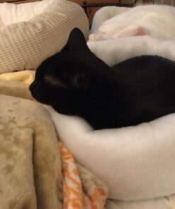 K. T. Manufacturing Mysterious Kuddle Kup Cat Bed, White 26 71YHkv6P5fL