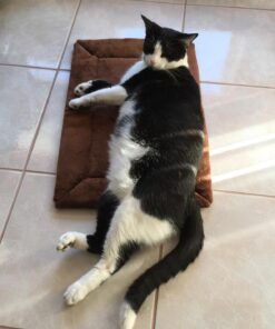 K&H Pet Products Self-Warming Crate Pad, Warming Dog Crate Bed, Machine Washable Dog Crate Mat, Mocha X-Small 14 x 22 Inches 22.0"L x 14.0"W x 1.0"Th 50 71YIP5bOzlL