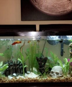 6 Plant Species Live Aquatic Plants Package - Microsorum Java Fern, Amazon, Moneywort and More! 46 71YJVIivuaL