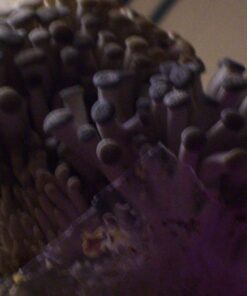 Organic Blue Oyster Mushroom Growing Kit 53 71YNSXQodHL