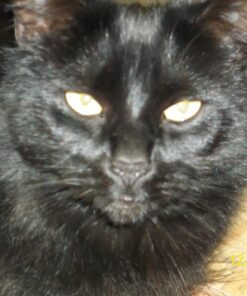 Feline Greenies Dental Treats For Cats Oven Roasted Chicken Flavor 12 Oz. With Natural Ingredients Plus Vitamins, Minerals, And Other Nutrients 27 71YOMNR45iL