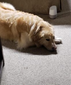 Sounds True Through A Dog's Ear, Vol. 1: Music to Calm Your Canine Companion 14 71YP T FWiL