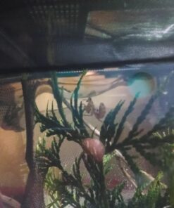 Josh's Frogs The Best MELANOGASTER Fruit Fly Food Media (1.5 lbs/1.35 Quarts - Makes 10 Fruit Fly Cultures) 1.35 Quarts 25 71YPvQ5rhuL