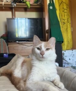 Electric Heated Blanket 72"x84" Full Size with 4 Heating Levels and 10 Hours Auto-Off Large Oversized Heating Blanket with Soft Plush Fabric for Bedding - Beige Full(72"x84") 29 71YRtKko3DL