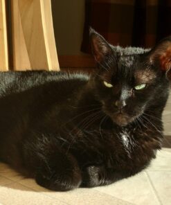 Natural Balance Fat Cats Low-Calorie Dry Cat Food for Overweight Adult Cats, Chicken Meal, Salmon Meal, Garbanzo Beans, Peas & Oat Groats Recipe, 6 Pound (Pack of 1) Chicken Meal, Salmon Meal, Beans, Peas, Oats 6.00 Pound (Pack of 1) 27 71YS4G4ktPL