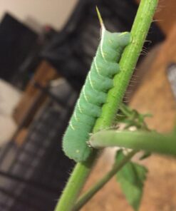 Safer Brand 5163 Caterpillar Killer II Concentrate, 16 Oz For Insects 1 Pack 29 71YSTyATuiL