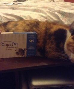 Capstar Fast-Acting Oral Flea Treatment for Dogs 26 71YTPXM0WGL