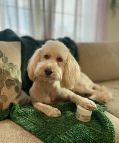 PetLab Co. ProBright Dental Powder for Dogs - Tailored Teeth Cleaning Made Easy – Formula Tailored for Small-Sized Dogs Small Dogs 25 71YTxYDtP4L