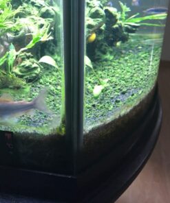 Aqueon Aquarium Algae Cleaning Magnets Glass/Acrylic, Small, Black 37 71YU4nxHUL