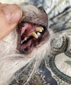 Virbac CET Enzymatic Toothpaste Eliminates Bad Breath by Removing Plaque and Tartar Buildup, Best Pet Dental Care Toothpaste -Beef Flavor, 2.5 Oz Tube (Color Varies) Beef 34 71YU7AQN1PL