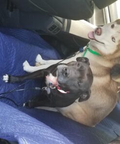 Leash Boss Dog Car Seat Belt Restraint - No-Chew Heavy Duty Car Seatbelt for Pets - 5 Sizes - Coated Steel Rope to Prevent Chewing (31 in) Black - 1-Pack 31in 33 71YXbwYnYL