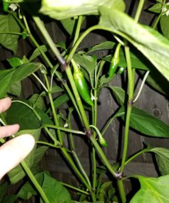 Burpee Big Guy Hot Pepper Seeds 30 seeds 11 71YYGuCNL5L