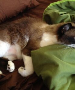 Necoichi Raised Cat Water Bowl, Elevated, with Measurement Lines, Dishwasher and Microwave Safe (Cat, Regular) 48 71YYmwBOWTL