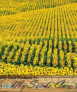 BIG PACK - (1,000+) SUNFLOWER Sunny Sun Flower CRAZY MIX flower Seeds - Non-GMO 23 71YYvRfTfL
