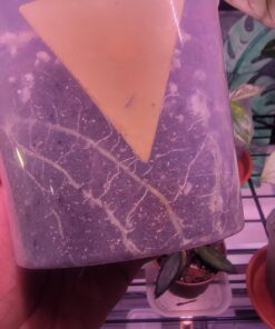 Xtreme Gardening HGC721205 Mykos Pure Mycorrhizal Inoculant Organic Root Enhancer, 2.2 lbs, Black 2.2 lbs. 21 71YZsedk8L