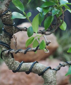 Anodized Aluminum Bonsai Training Wire 5-Size Starter Set with Canvas Bag - 1.0mm, 1.5mm, 2.0mm, 2.5mm, 3.0mm (147 feet total) - Choose Your Color (5 Sizes, Black) 5 Sizes 21 71YbCD6hIXL