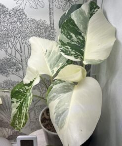 SUPERthrive The Original Vitamin Solution - Liquid Concentrate, May Add to Any Fertilizing Program, 4 fl. oz. 4 Ounces 35 71YblANKMdL