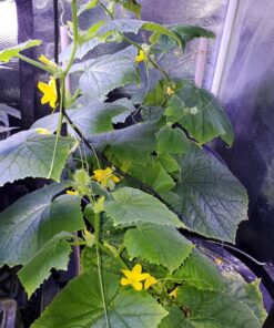 Advanced Nutrients 6201-14AB pH Perfect Sensi Grow Part A+B, 1 Liter, Brown/A 12 71YcKPXvbeL