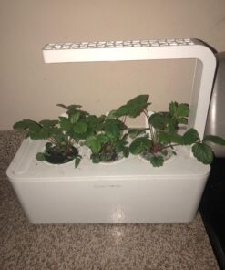 Click and Grow SGR24x3 Smart Garden Wild Strawberry Plant Pods, 3-Pack 27 71YckqPDU4L