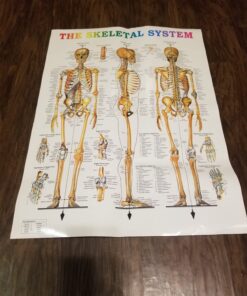 Giantex B010L18XEW Life Size 70.8" Human Anatomical Anatomy Skeleton Medical Model + Stand 41 71Yg9tgBSlL