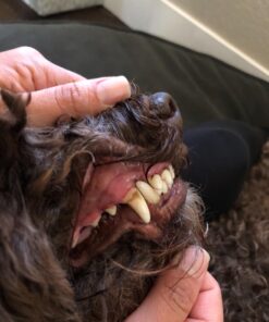 Pet MD Dog Breath Freshener Dental Wipes for Dogs - Tartar and Plaque Remover for Teeth Cleaning - Fresh Apple & Mint Scent Bad Breath Treatment for Dogs - 100 Count 38 71YjE5nH9eL