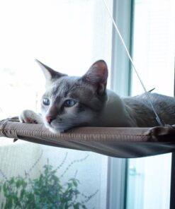 Oster Sunny Seat Window-Mounted Cat Bed, 50 Pounds 39 71Ymi5mWPfL