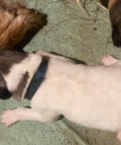 IMPROVIA® Washable Underpads, 34" x 36" (Pack of 4) - Heavy Absorbency Reusable Bedwetting Incontinence Pads for Kids, Adults, Elderly, and Pets - Waterproof Protective Pad for Bed, Couch, Sofa, Floor 4 Pack - 34x36 37 71YnCbl50ML