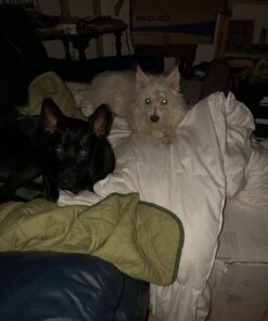 Pet Honesty Dog Allergy Relief Immunity - Chews, Probiotics for Dogs, Seasonal Allergies, Skin and Coat Supplement, Itch Support Supplement (Salmon) Salmon Single 46 71Ypc15X8RL