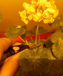 Fiskars 99216935J Pruning Softouch Micro-Tip Snip, Non-Coated Blades, Gray 46 71Ys4yItKXL