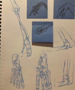 Prismacolor Col-Erase Erasable Colored Pencils, 12 Pack 12 Count (Pack of 1) 42 71YtevQqqLL