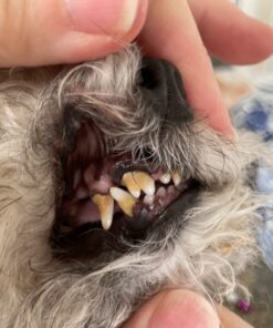 Vet’s Best Enzymatic Dog Toothpaste | Teeth Cleaning and Fresh Breath Dental Care Gel | Vet Formulated | 3.5 Ounces 1 Count 42 71YwJuuQnNL