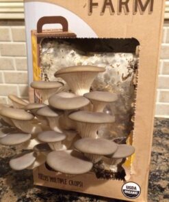 Back to the Roots Organic Oyster Mushroom Grow Kit, Harvest Gourmet Mushrooms In 10 Days 1 Count (Pack of 1) 55 71Z u7phe5L