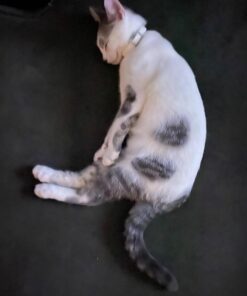 Hartz UltraGuard Plus Water Resistant 7 Month Protection Breakaway Flea & Tick Collar for Cats (3270094268) 31 71Z1o1VspzL