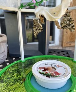 5 Live Caterpillars Shipped Now- Butterfly Kit Refill 54 71Z5OD6X1L