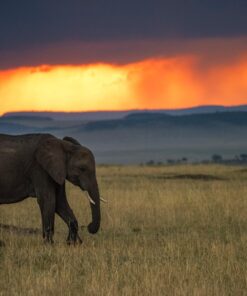 Sigma 150-600mm 5-6.3 Sports DG OS HSM Lens for Canon Canon SLR Mount US Version 125 71Z5nAeL