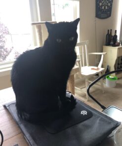 SteelSeries QcK Gaming Mouse Pad - Small Cloth - Optimized For Gaming Sensors Classic 54 71Z8Bhc4hEL