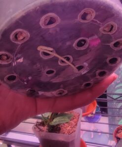 Xtreme Gardening HGC721205 Mykos Pure Mycorrhizal Inoculant Organic Root Enhancer, 2.2 lbs, Black 2.2 lbs. 22 71Z8dkTzveL