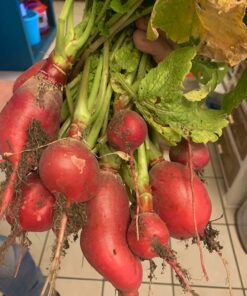 Heirloom Seeds for Planting Vegetables and Fruits - Survival Essentials 135 Variety Seed Vault - Medicinal Herb Seeds - Grow Healthy Non-GMO Food 68 71ZBmJLpubL