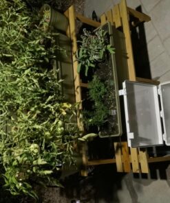 FAVOLCANO CN101 DC 12V 16A 28 on/Off Digital LCD Power Programmable Timer Time Switch Relay 24 71ZIgUJ6xhL