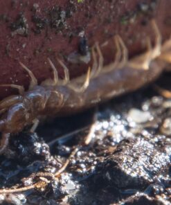 Nikon D500 DX-Format Digital SLR with 16-80mm ED VR Lens Black 65 71ZJi97AxFL