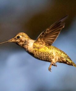 Sigma 1.4x Teleconverter TC-1401 for Canon Canon SLR Mount 35 71ZJirA 7AL