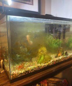 Aqueon Aquarium Algae Cleaning Magnets Glass/Acrylic, Small, Black 35 71ZM1qE gtL