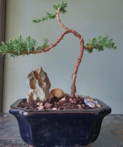 9Greenbox Best Gift Bonsai Juniper Tree, 4 Pound Style 2 32 71ZMMCF8WnL